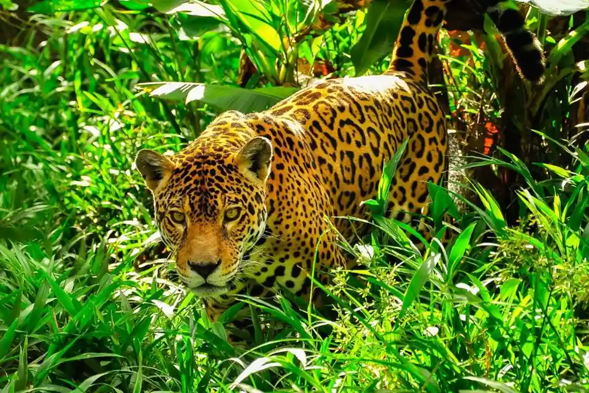 Argentina: Return of the Jaguars