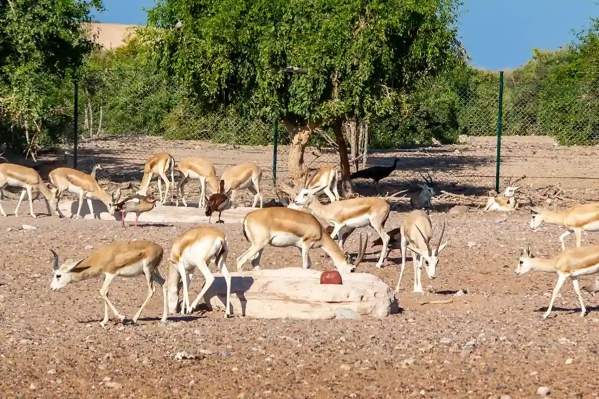 Abu Dhabi’s Refuge for Endangered Species