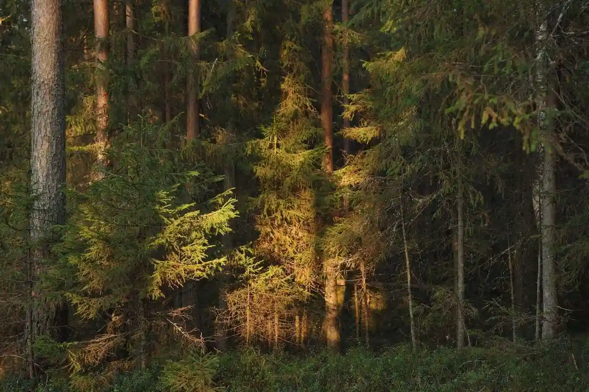 The Sacred Birches of the Taiga