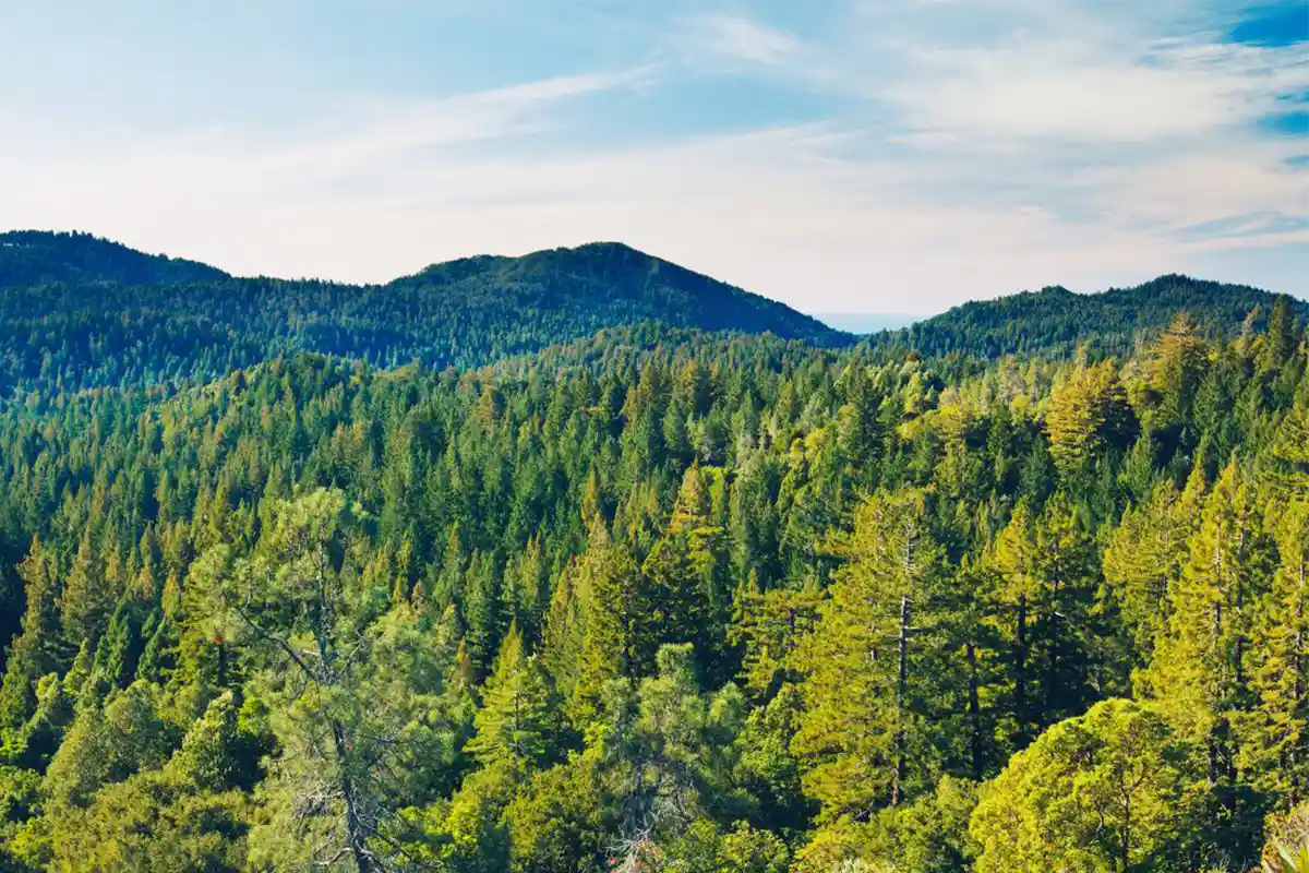 The Role of Forests in Climate Mitigation