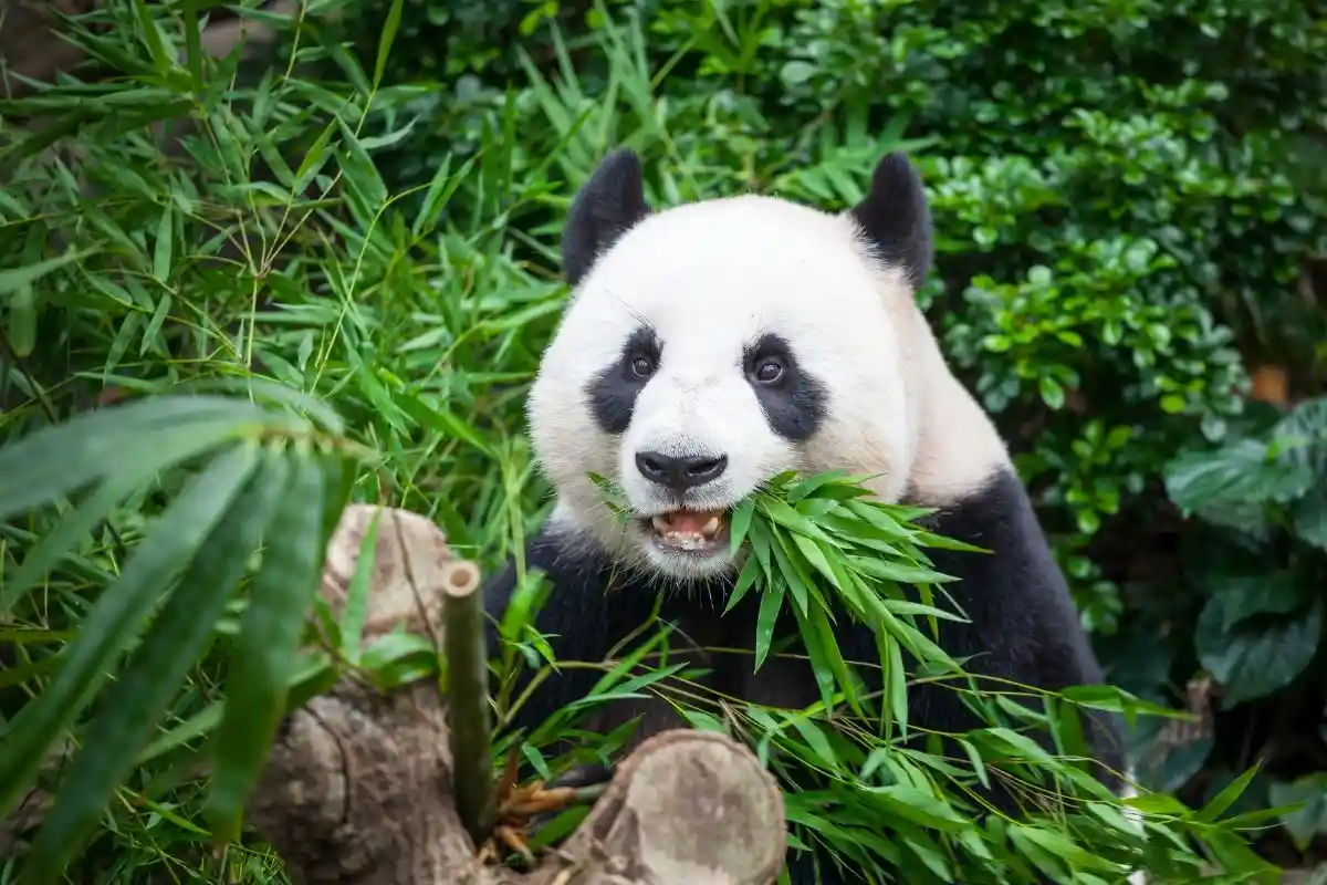 Unite for Change: Saving Pandas in the Face of Climate Crisis