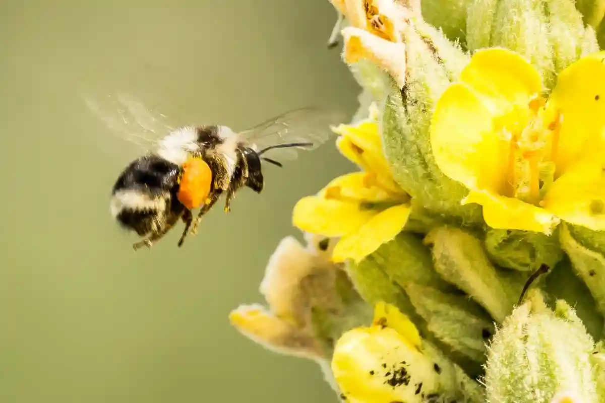 Understanding Pollinators: Essential Contributors to Biodiversity