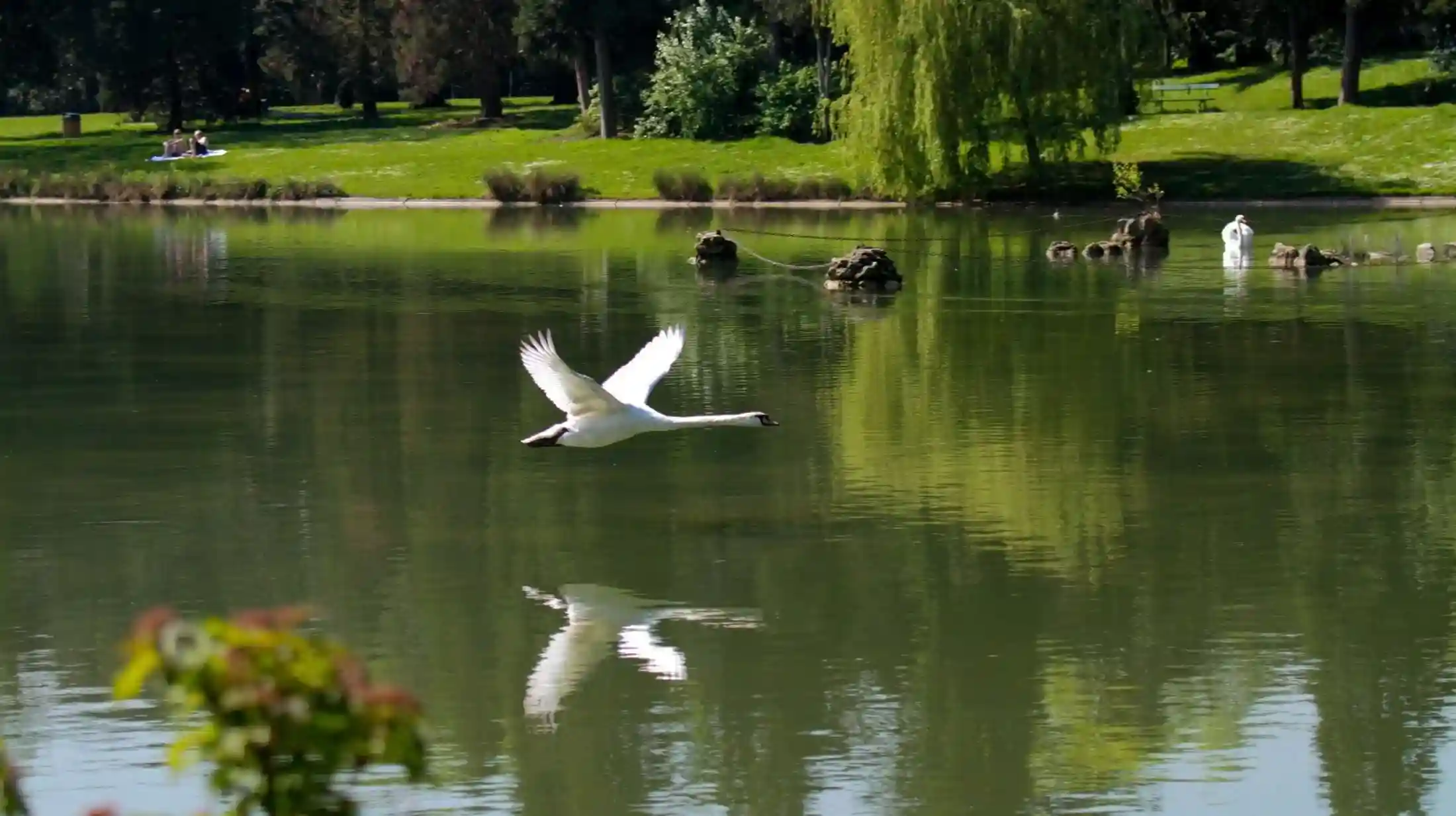 nature scene that highlights protecting species and habitats