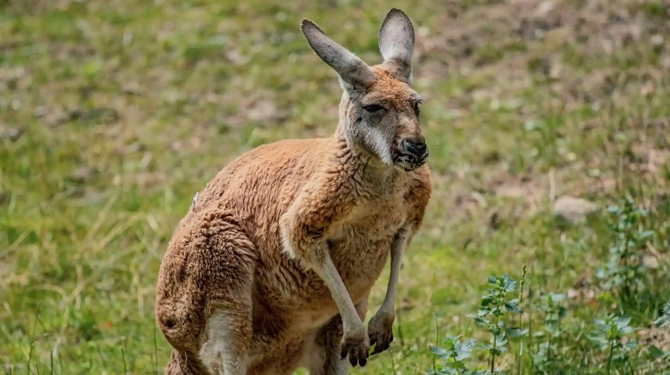 A simple illustration of preparedness and recovery after climate related challenges