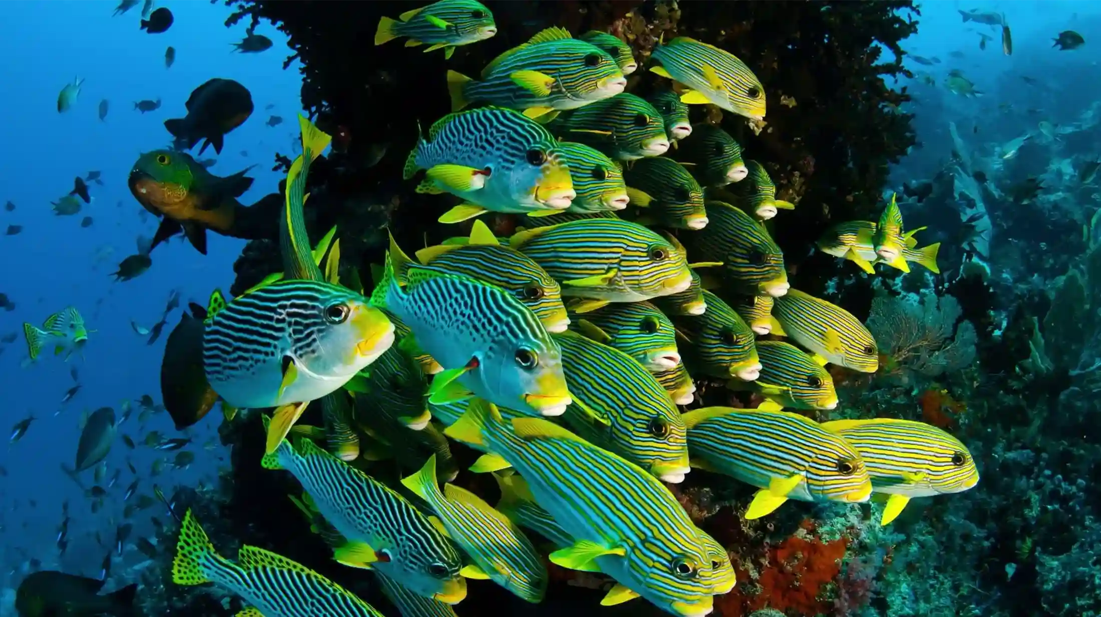 ocean protection image featuring marine ecosystems