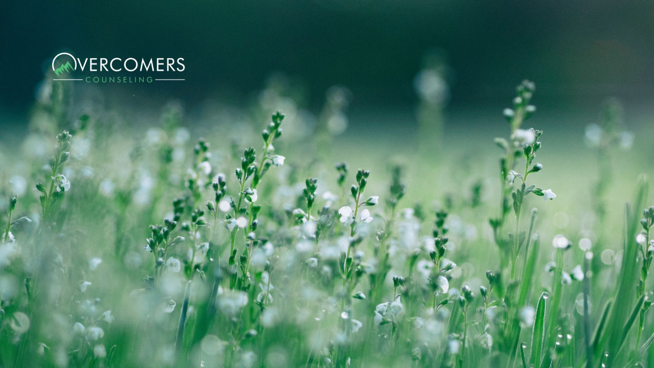 a calming field