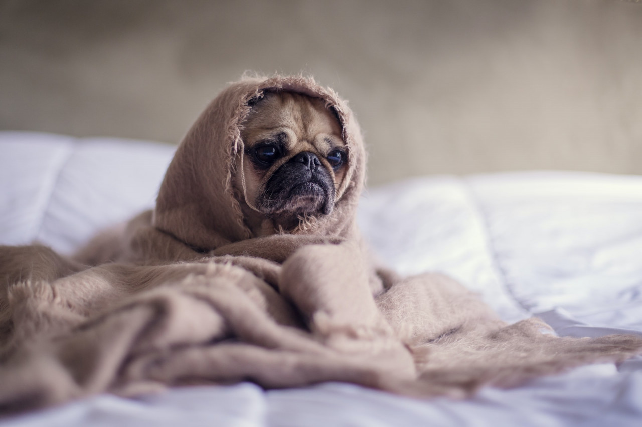Small dog wrapped in a blank with its head peaking out