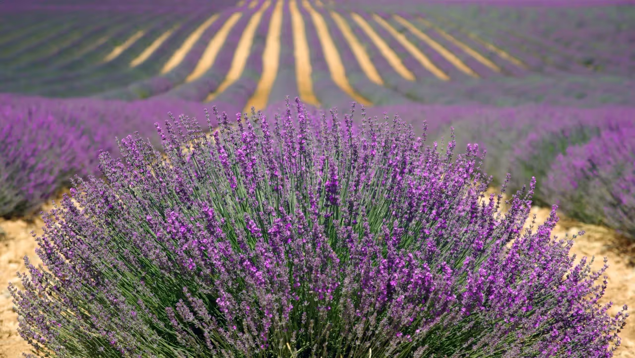 A field of lavendar.