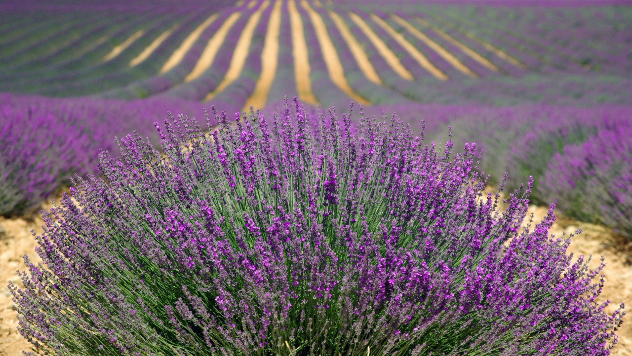 A field of lavendar.