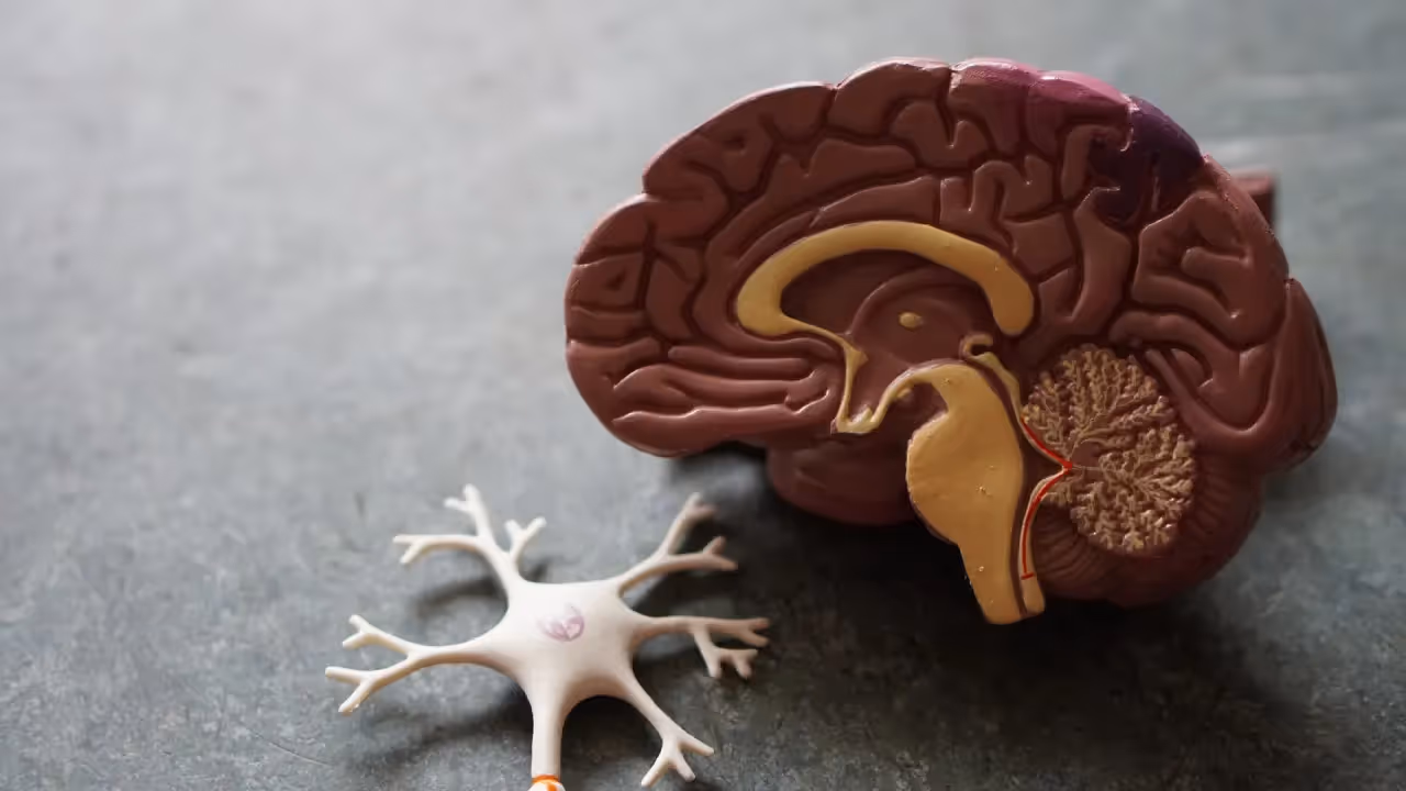 Anatomy of the brain