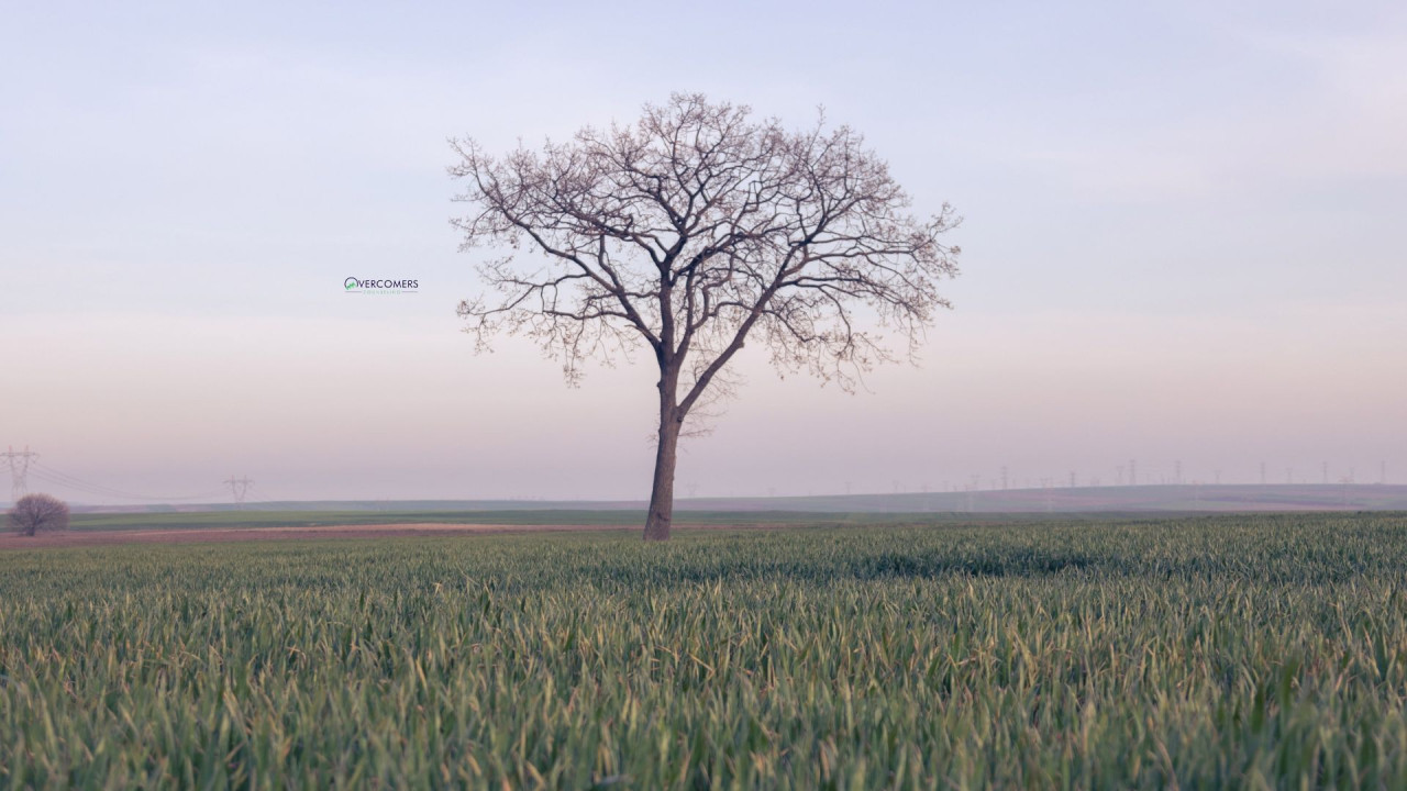 a tree in a field