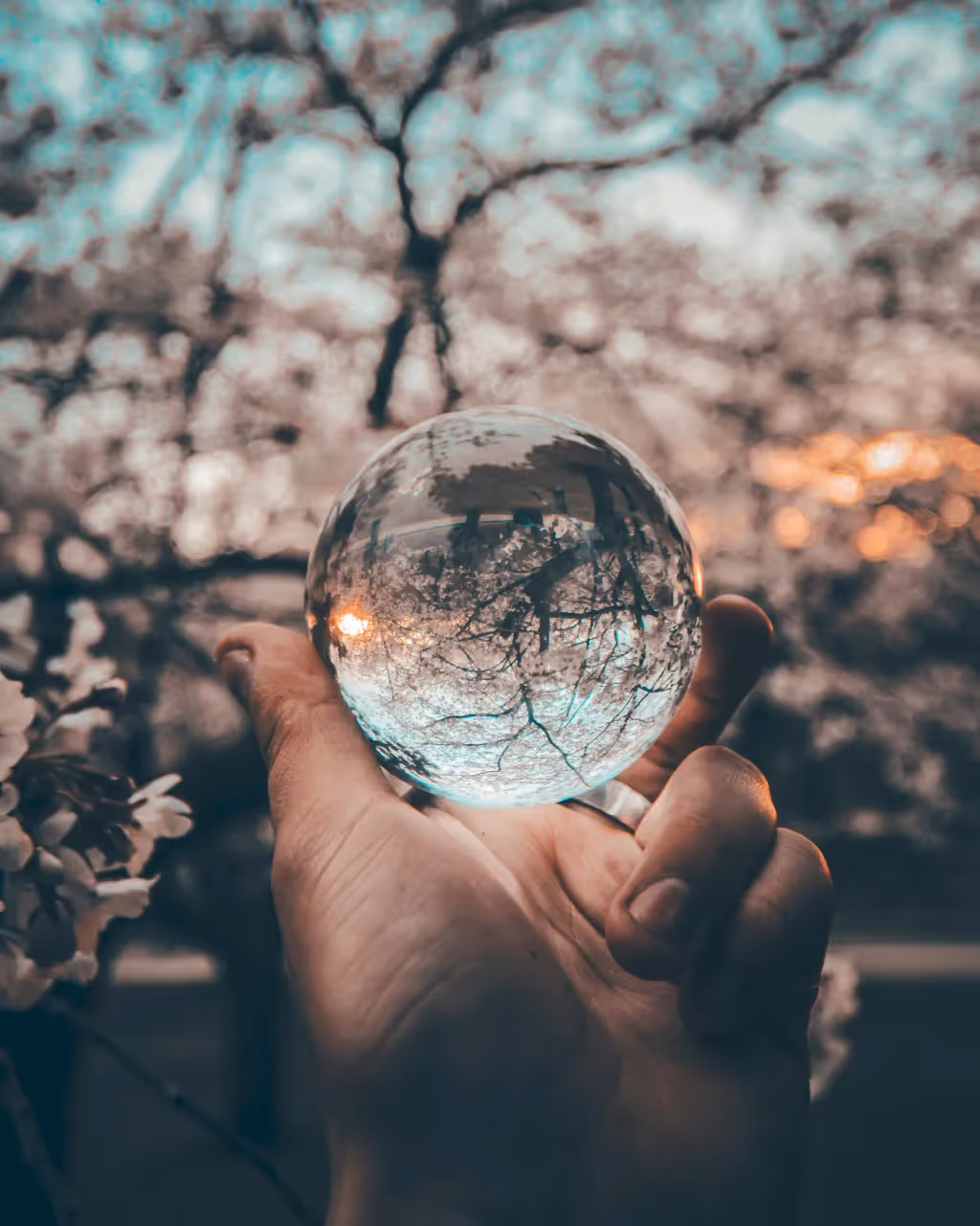 A person holding a clear ball showing a reflection of a tree
