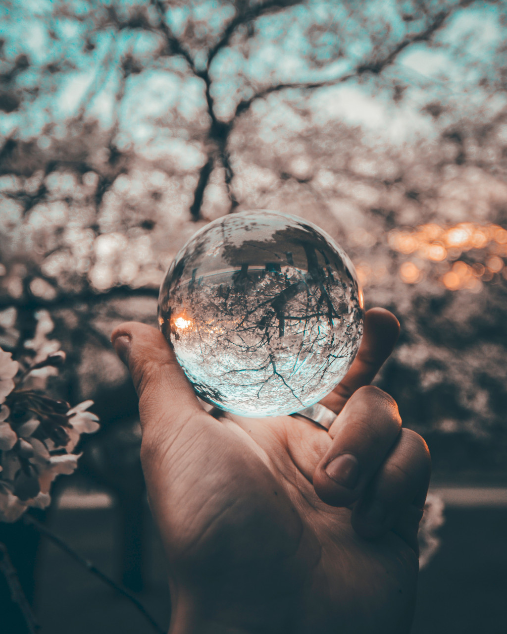 A person holding a clear ball showing a reflection of a tree