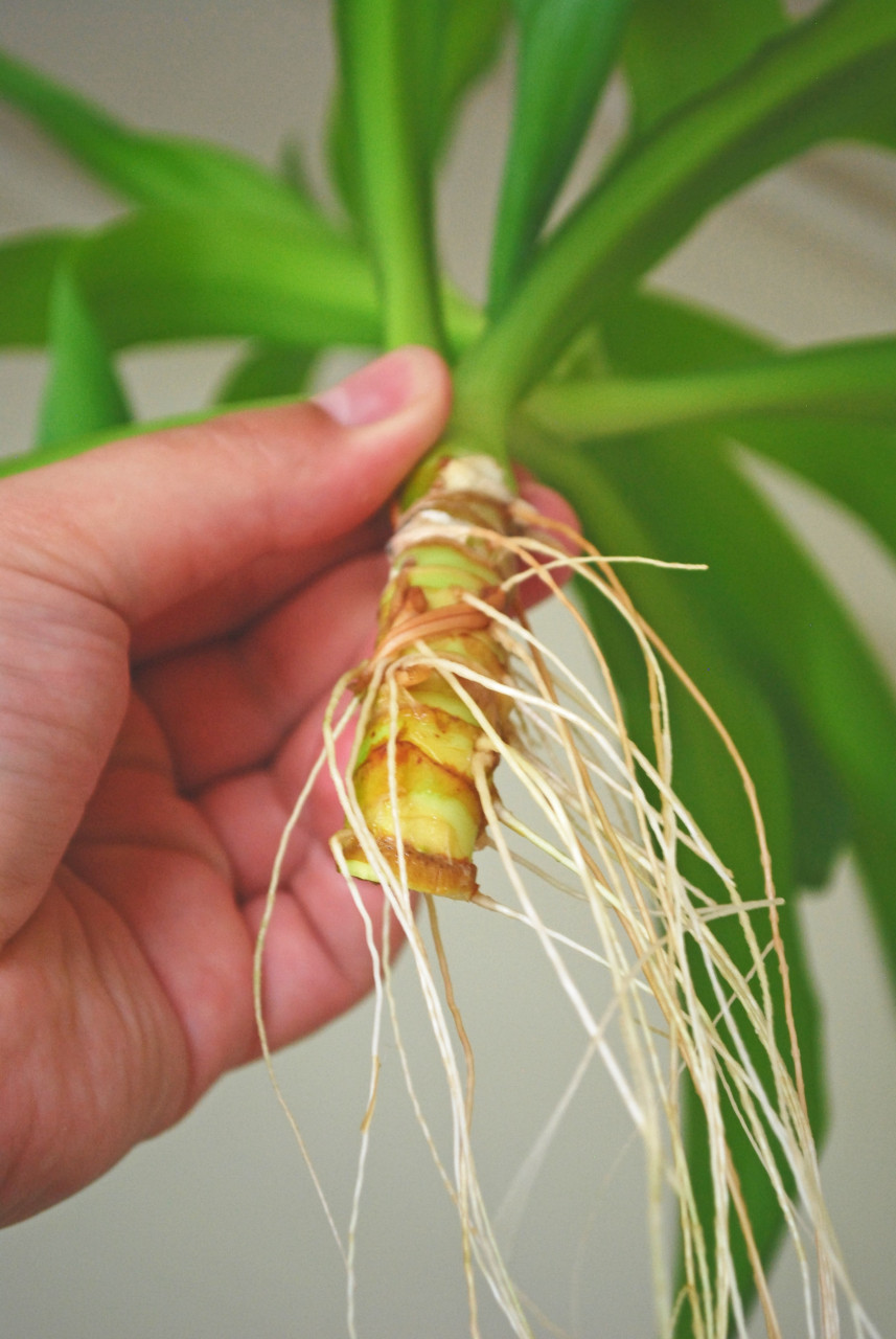 Roots of a plant