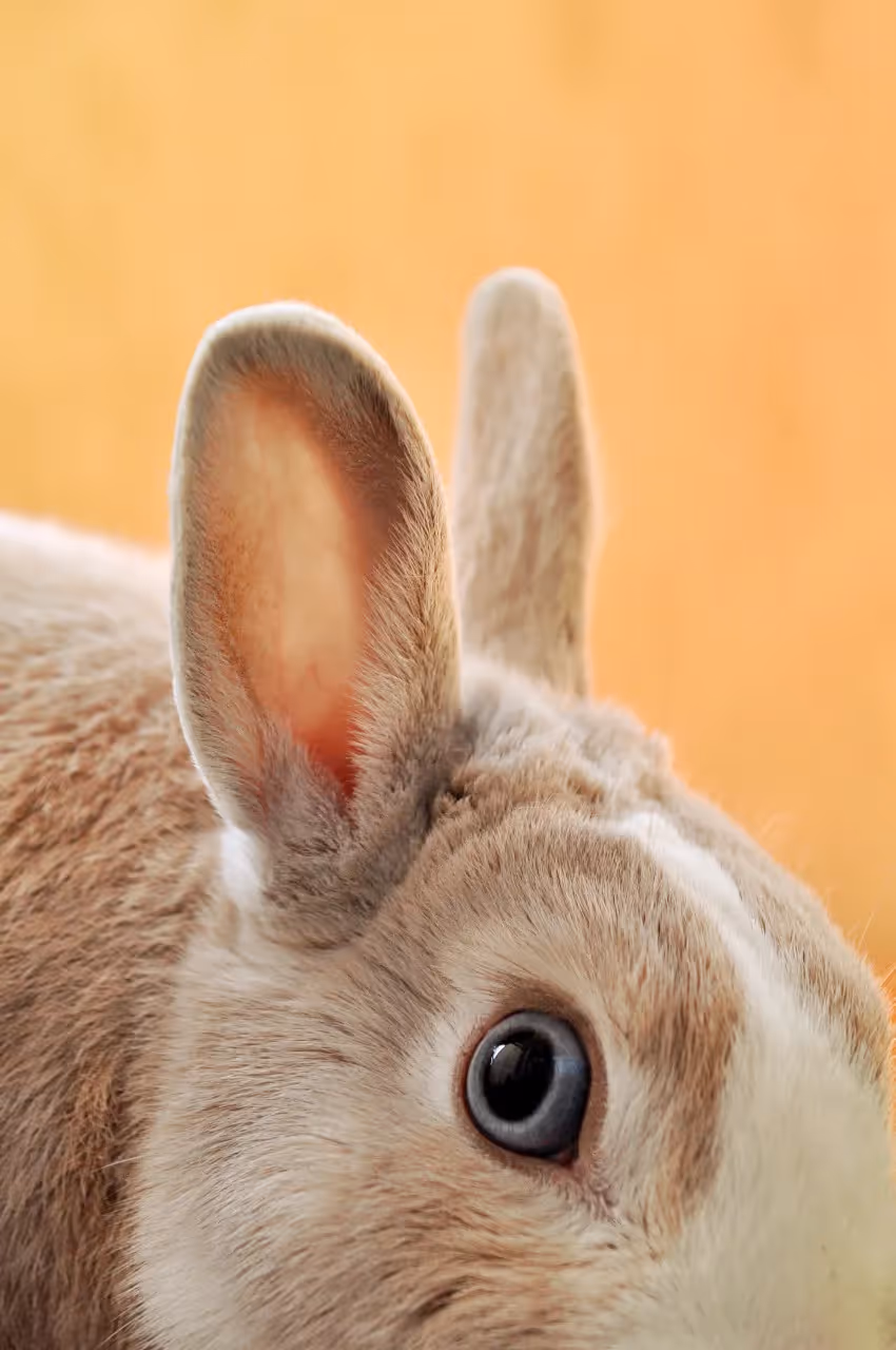 Close up of a bunny and its ears