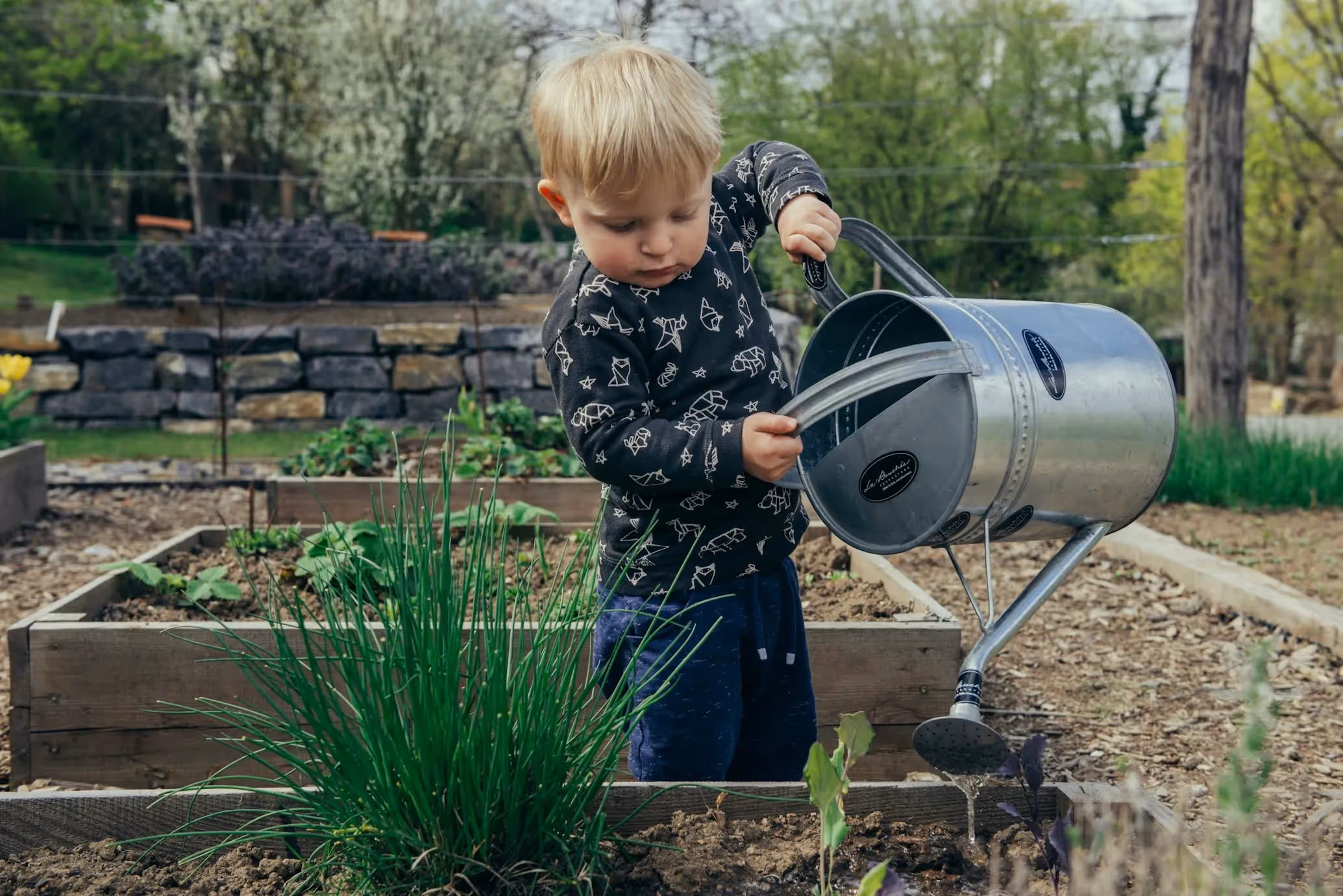 Child using a tin pail to water a garden