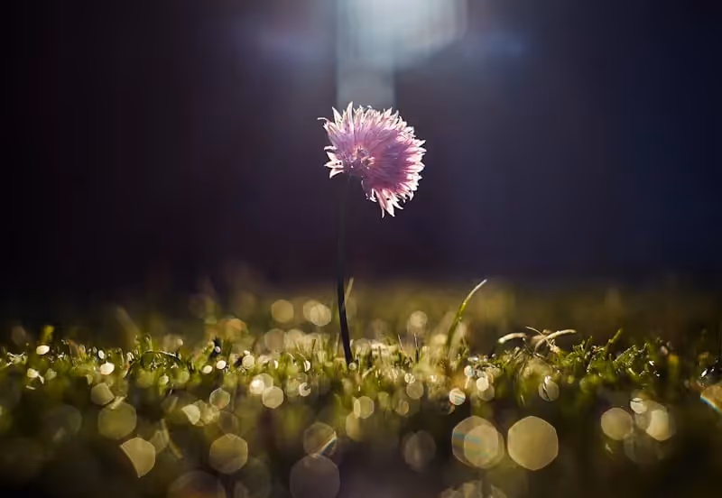 a flower growing in the middle of a field that symbolizes growth and renewal