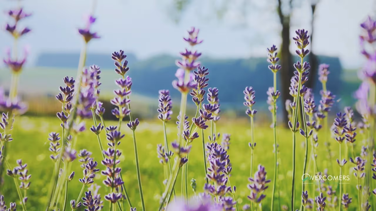 Things to Know About Bipolar Disorder Remission