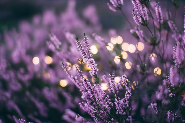 Field of lavender