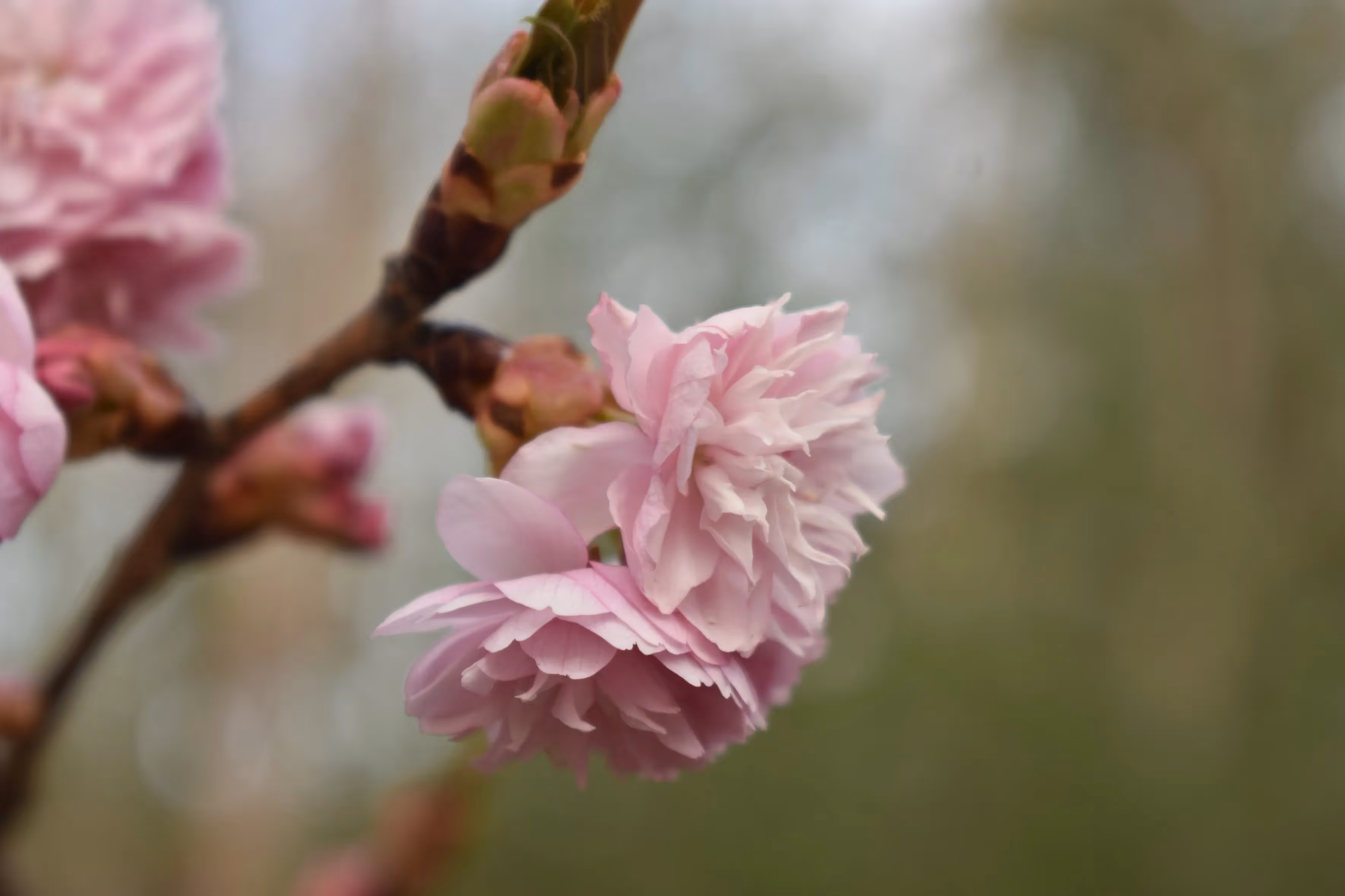 an image of a flower in a tree