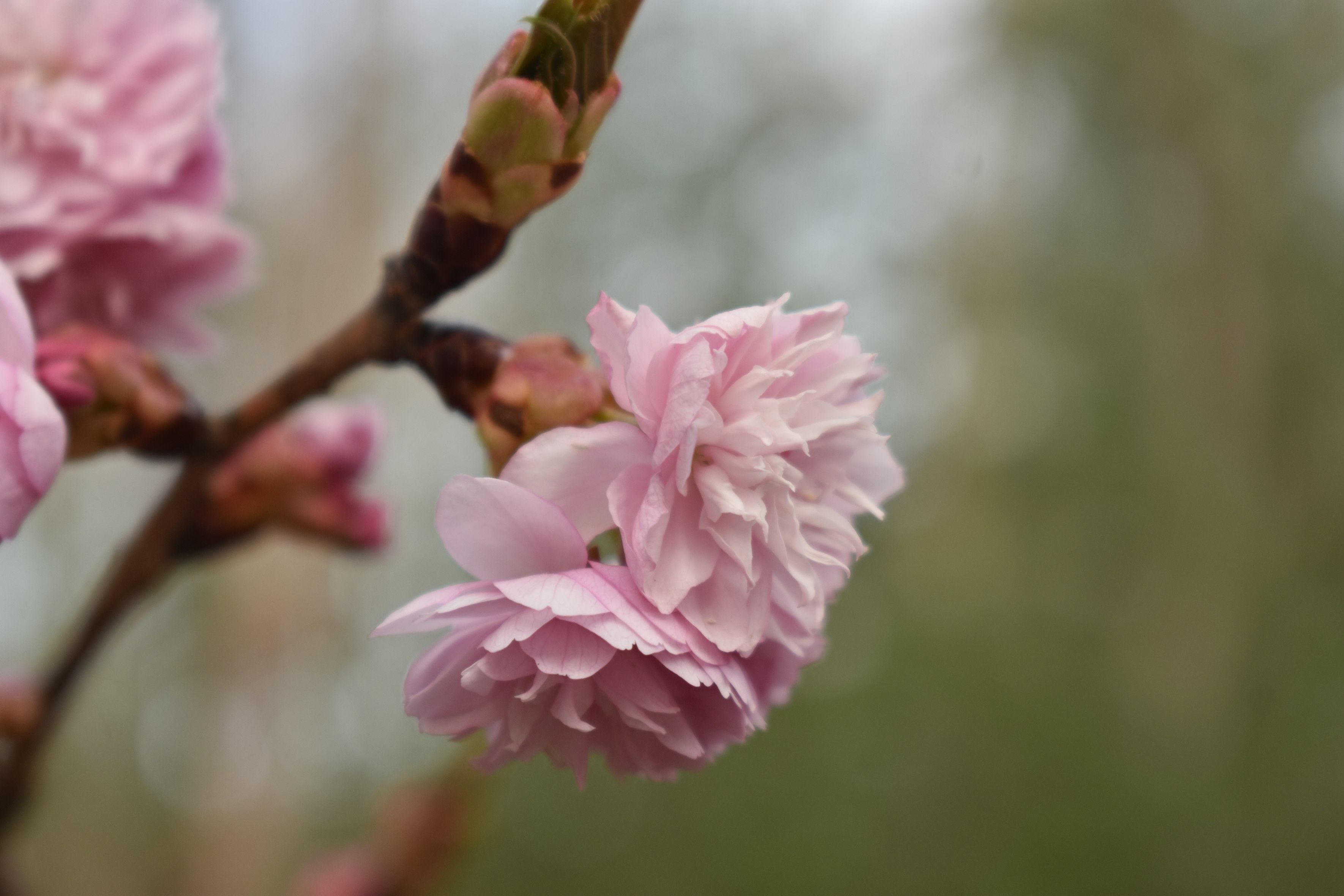 an image of a flower in a tree