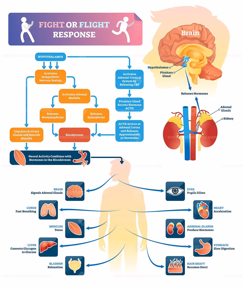 Diagram showing Fight or Flight Response