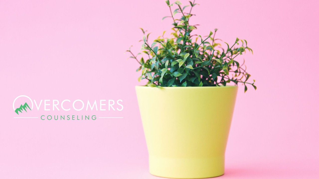 Pink background, flower pot