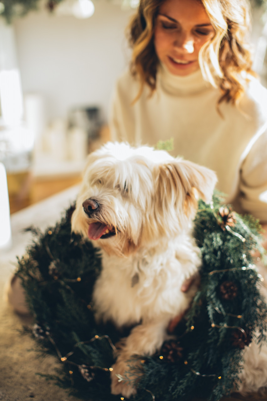 A dog draped in Christmas decorations.