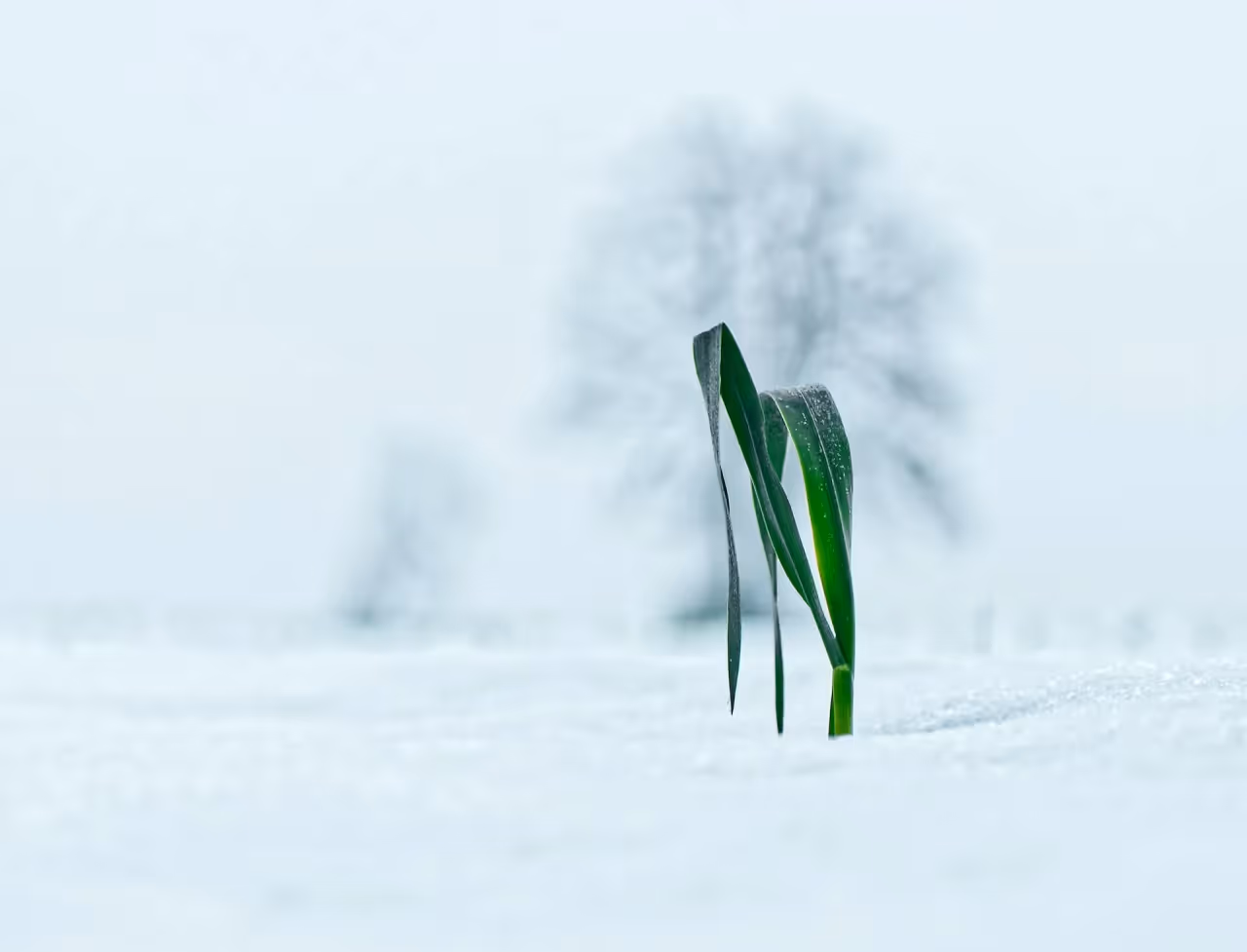 Green leafed plant sprouting out of the snow