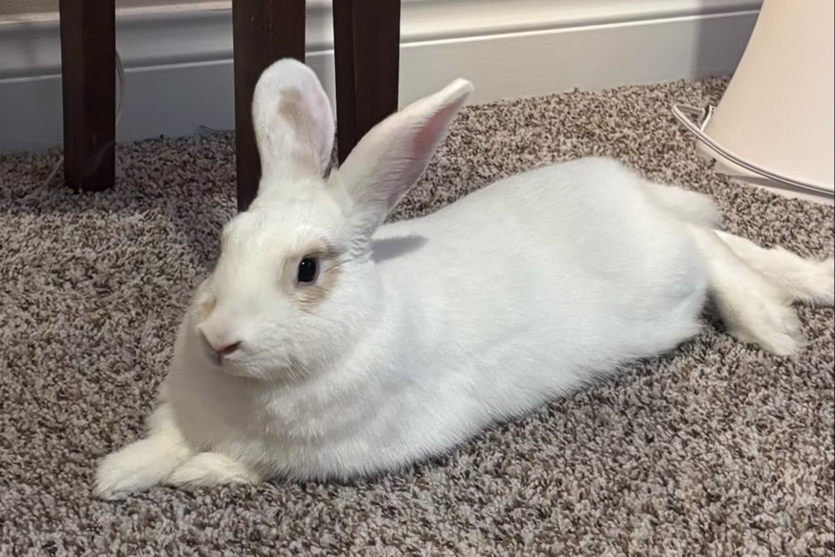 Portrait of Daisy, the therapy rabbit at Creature Commons Counseling