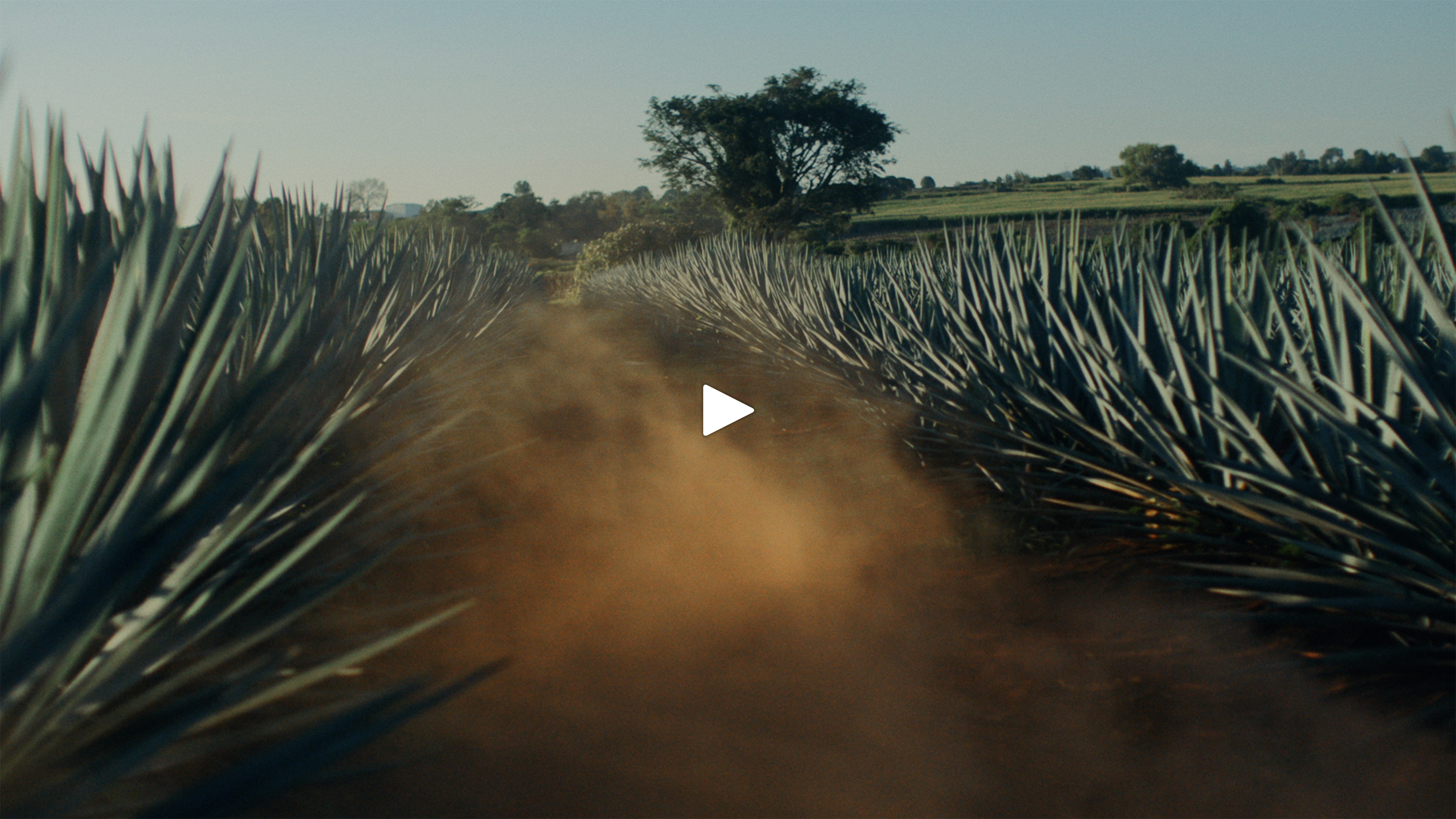 Agave tunnel thumbnail