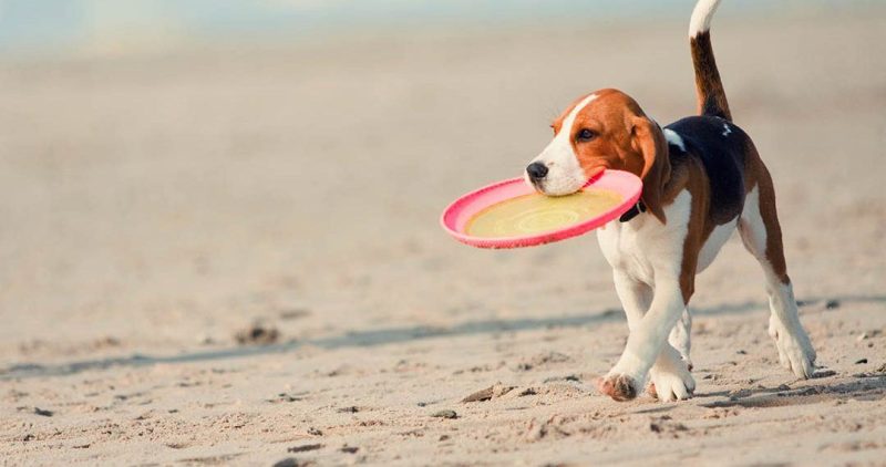 Pode viajar ao México com o seu animal de estimação