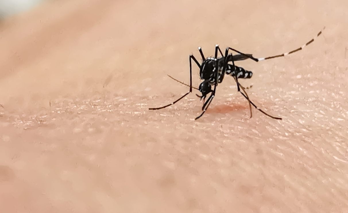 Malaria Medikamente