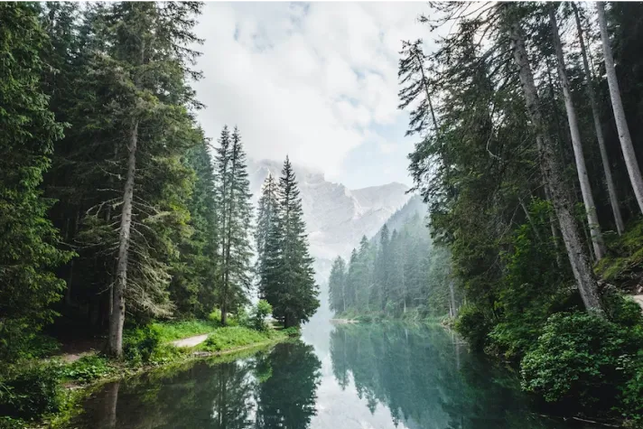 Nature Image