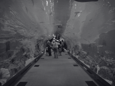 Dubai Mall Aquarium