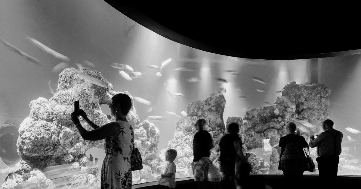 Cairns Aquarium and Marine Research Facility