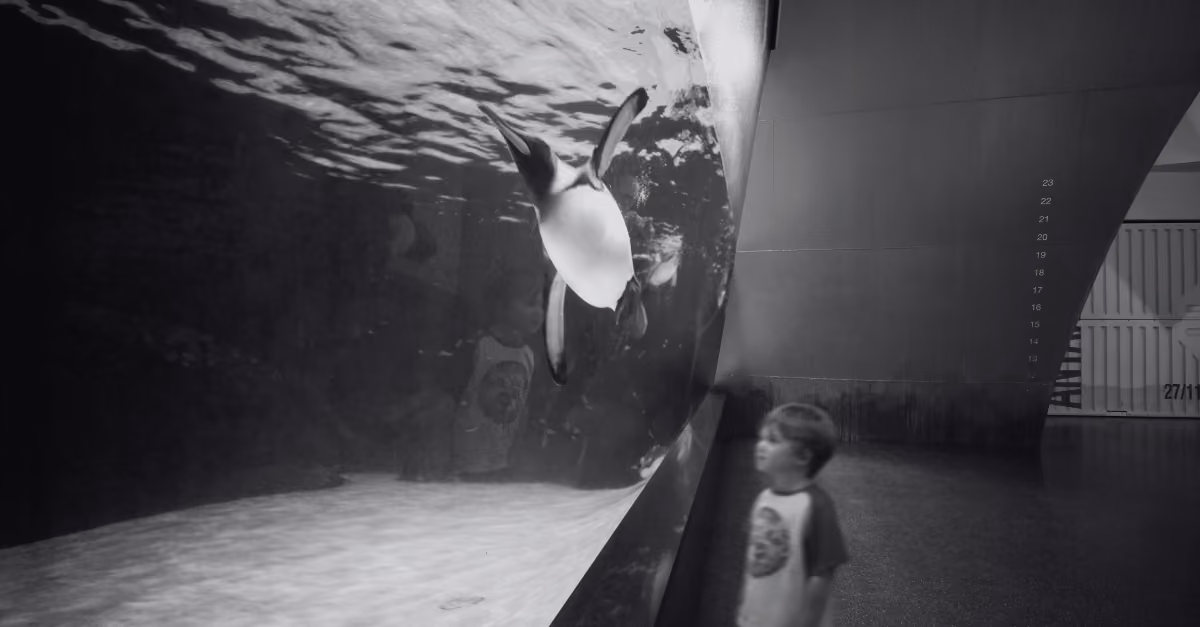 Melbourne Aquarium Antarctic Exhibit