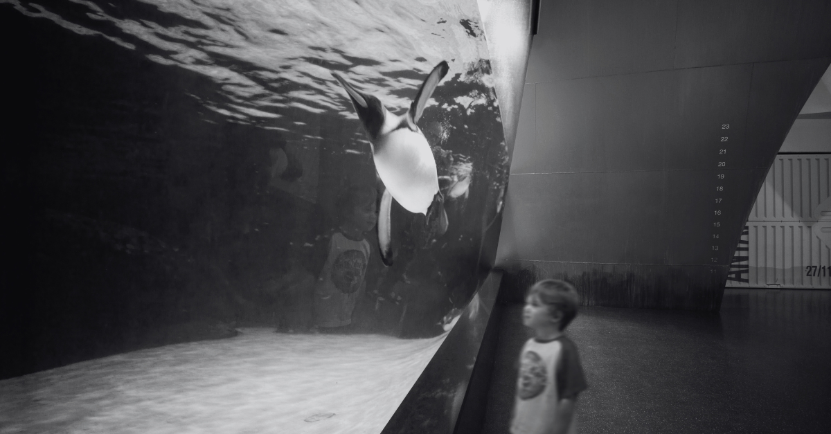 Melbourne Aquarium Antarctic Exhibit