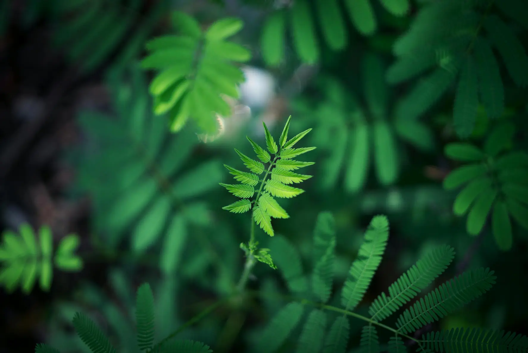background with leaves