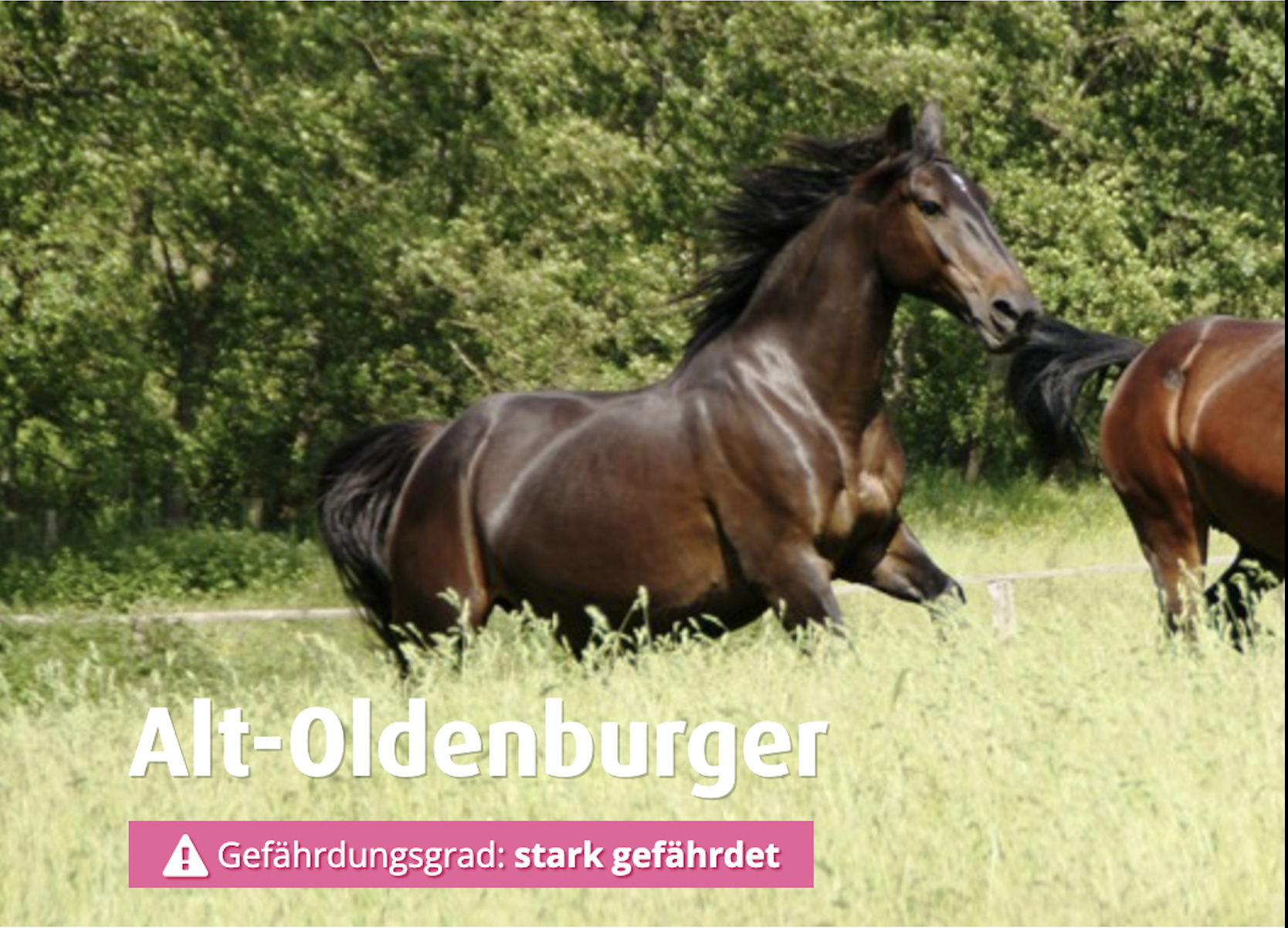 Patenschaft Alt-Oldenburger Pferd, Arche Warder