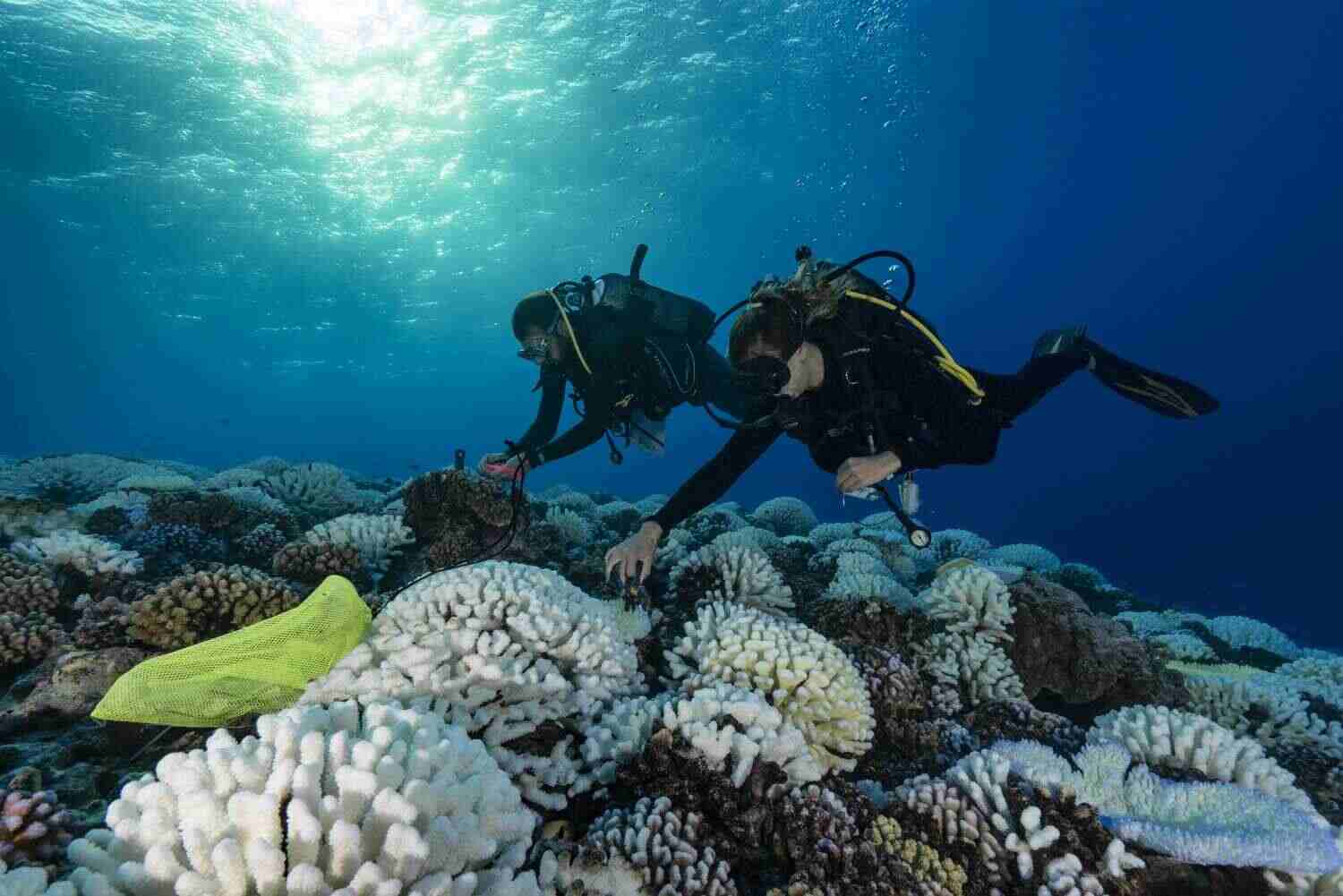 Best Colleges for Marine Biology Majors in 2025