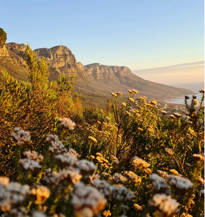 Cape Fynbos | Sugarbird