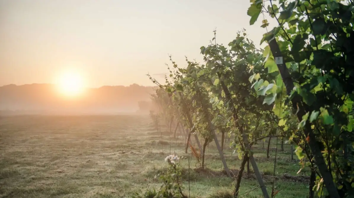 Sunrise over rows of vines at the Gusbourne vineyard