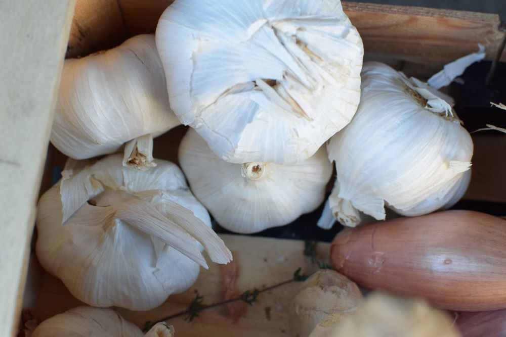 Garlic