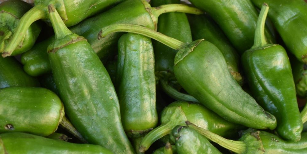 Padron Peppers