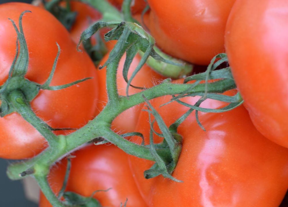 Vine Tomatoes