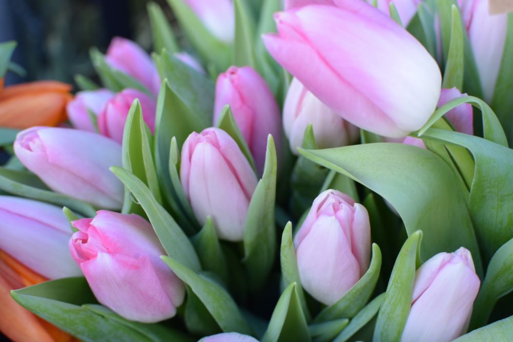 Tulips Pink