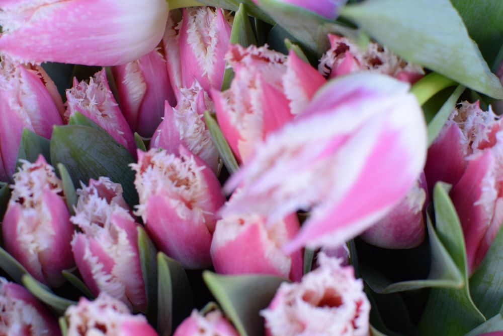 Pink Tulips