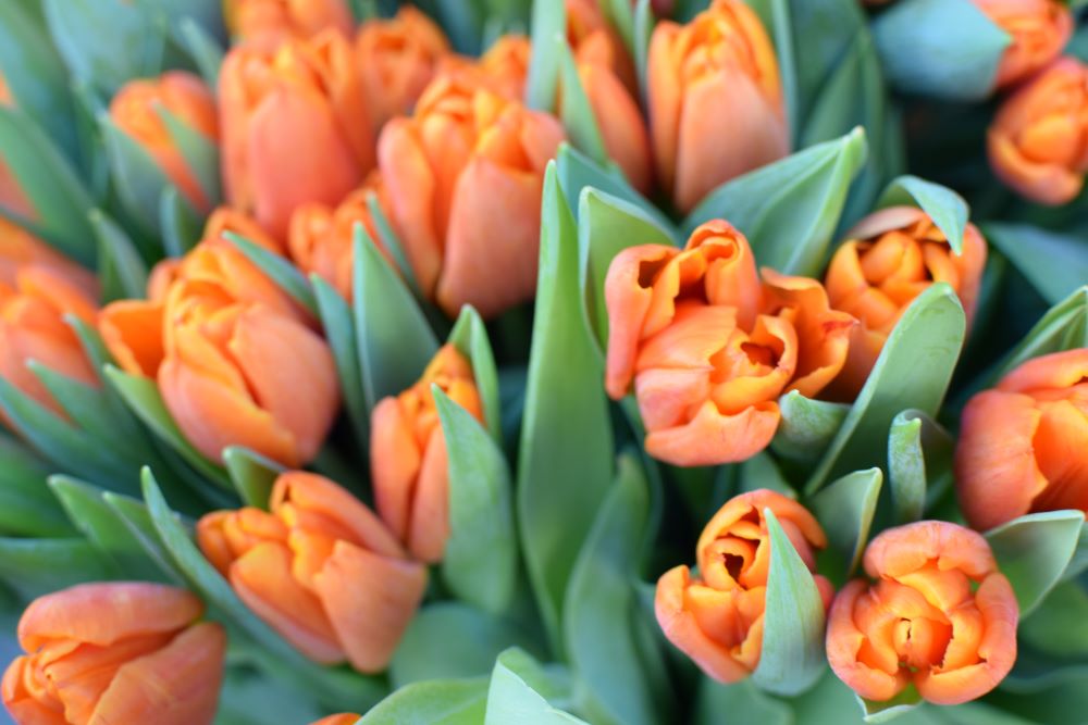 Orange Tulips