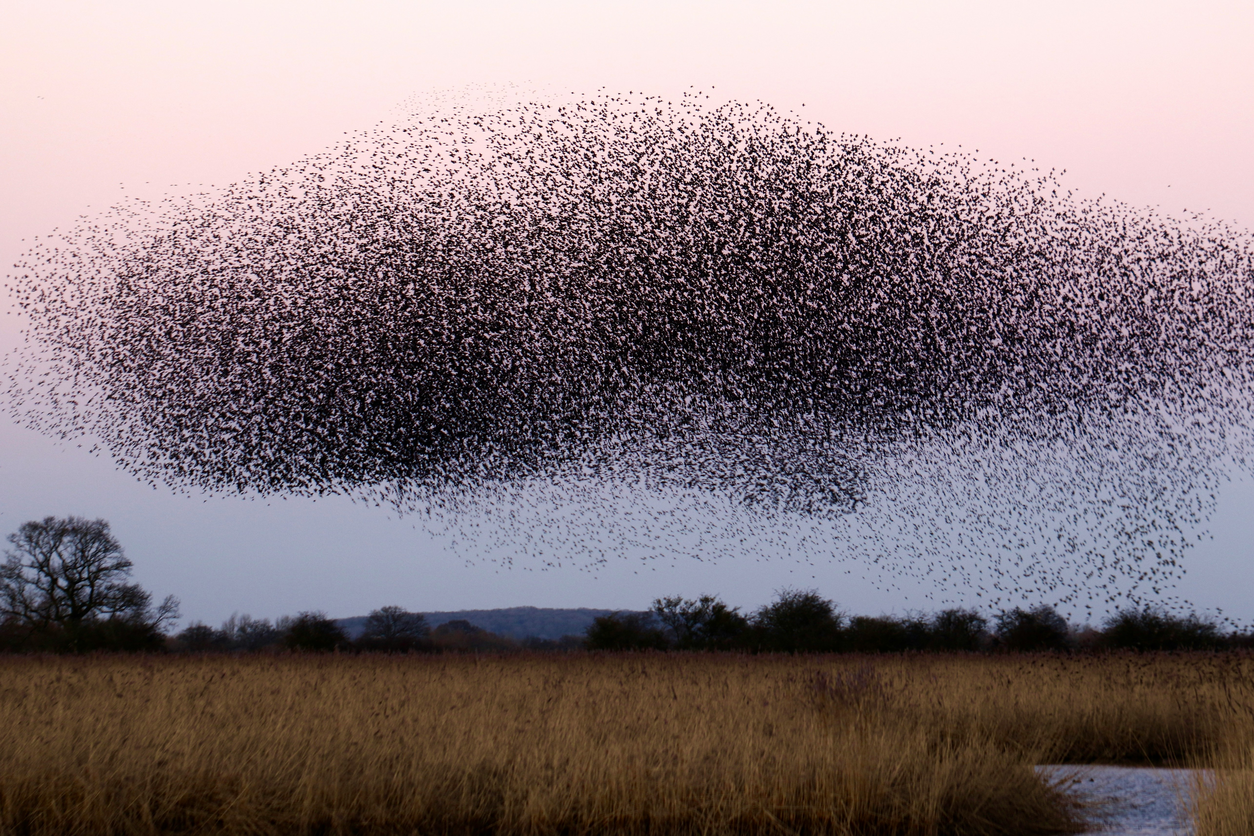What a Flock of Birds Can Teach Us About Leadership